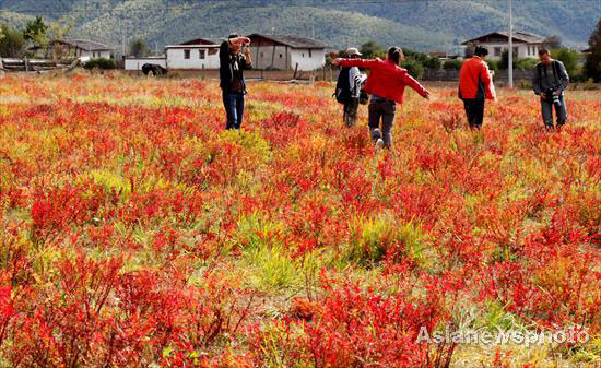 Autumn photos: Shangri-La