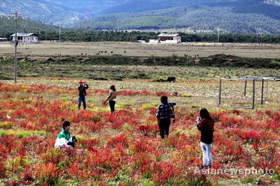 Autumn photos: Shangri-La