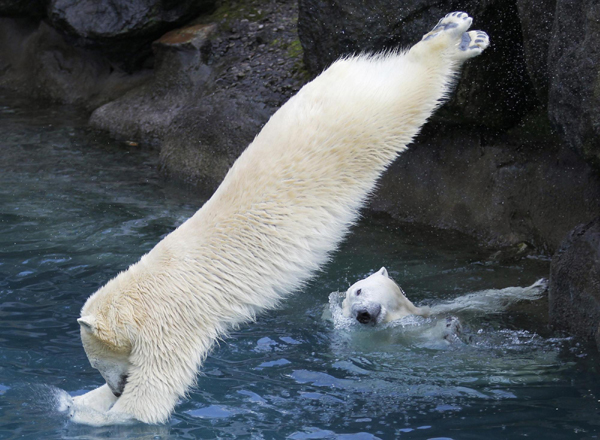 Polar bears at St-Felicien Wildlife Zoo