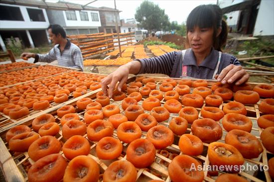 Harvest time for persimmons, South China