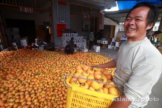 Harvest time for persimmons, South China