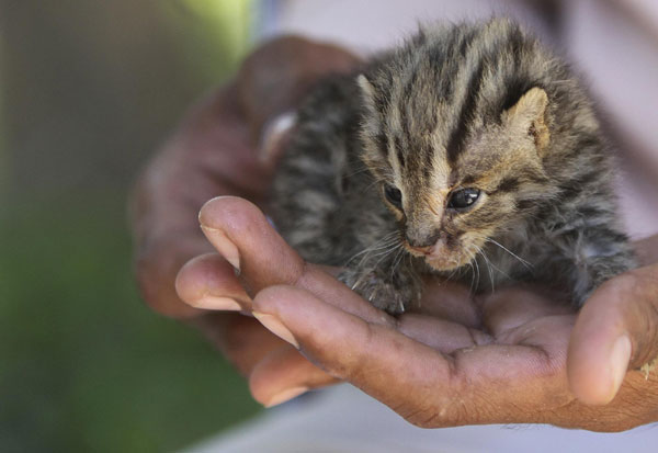 Leopard cat kittens saved from flood