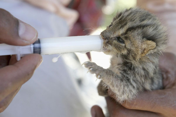 Leopard cat kittens saved from flood