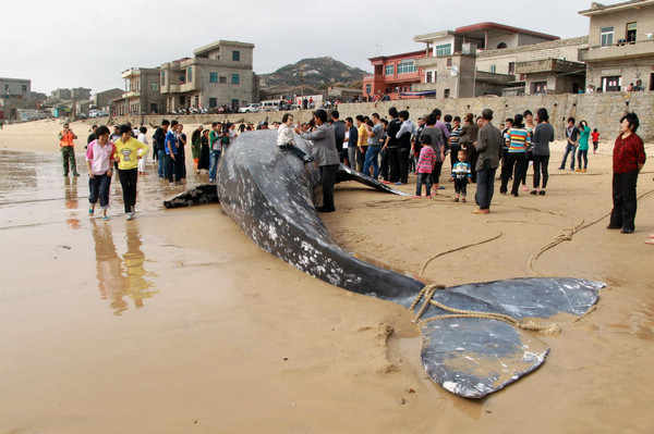 13.9-meter-long whale found dead in E China