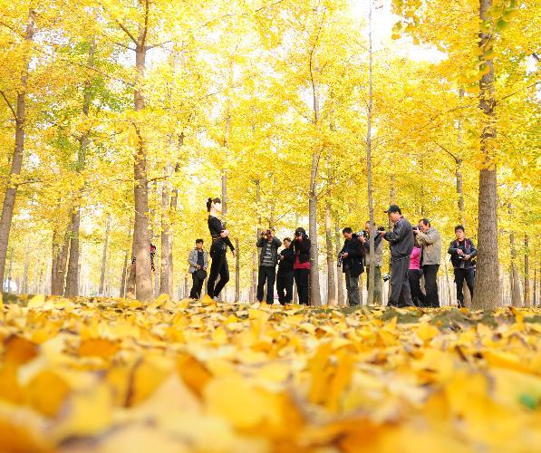 Beautiful gingkgo trees attract visitors