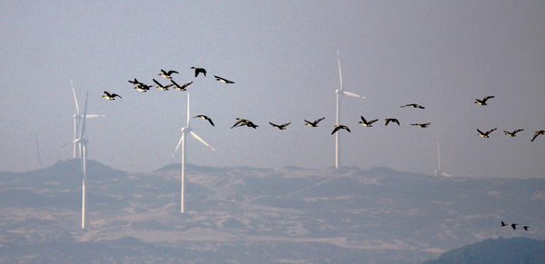 Migratory birds enjoy winter life in E China