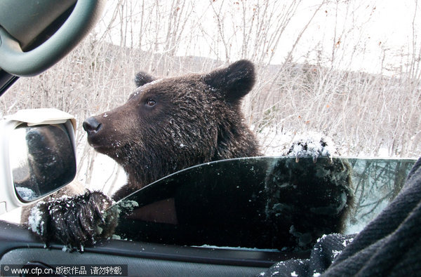 Brown bears take to highway for food
