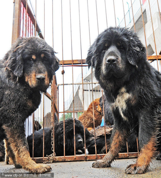 Street sale of dozens of Tibetan mastiffs