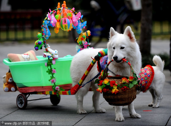 Pet dogs give cart rides at park