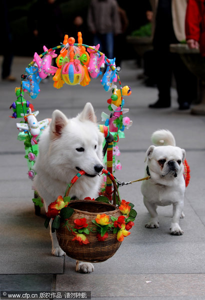 Pet dogs give cart rides at park