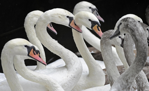 'Alster Swans' in Hamburg
