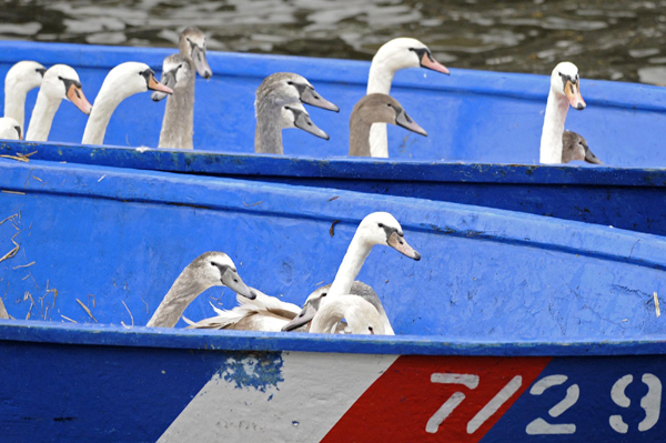 'Alster Swans' in Hamburg