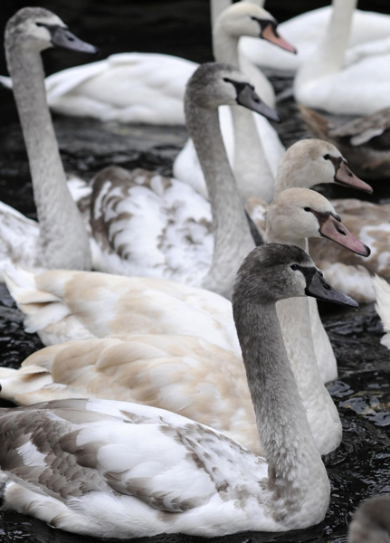 'Alster Swans' in Hamburg