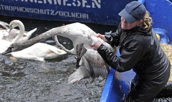 'Alster Swans' in Hamburg