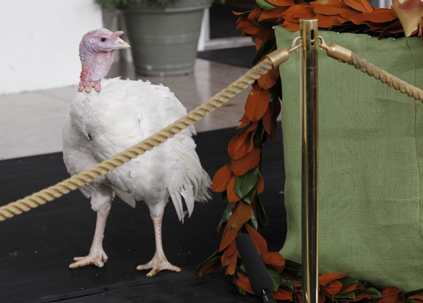 Obama pardons Thanksgiving Turkey at White House
