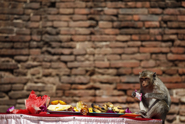 Monkey Buffet Festival in Thailand