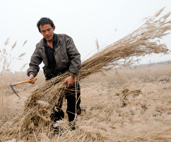 Harvest time on the wetlands