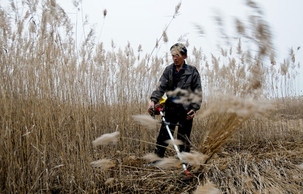 Harvest time on the wetlands