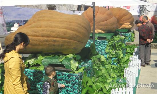 Super pumpkins on display