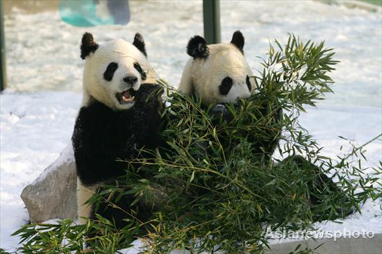 Snow brings joy to pandas