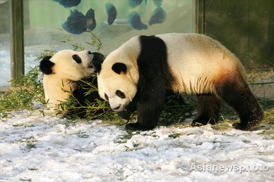 Snow brings joy to pandas