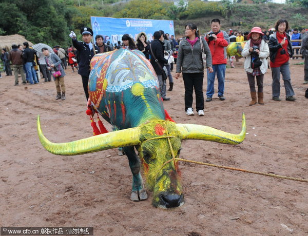 Colorful buffalo attracts attention in SW China