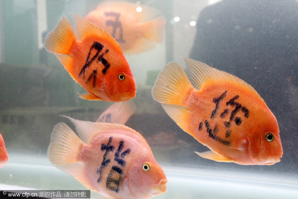 Tattooing fish may not be a smart move