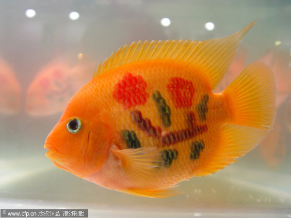 Tattooing fish may not be a smart move