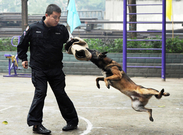Police dogs prepare for festival