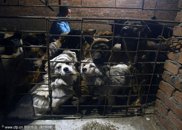 205 dogs saved from slaughterhouse