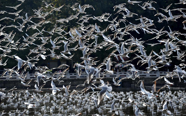 Black-headed gulls migrate from Siberia to Kunming