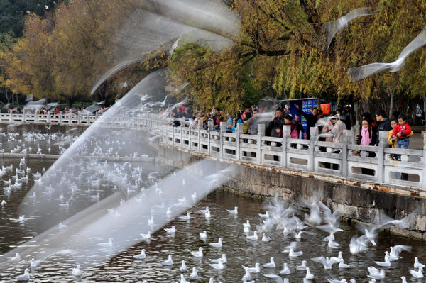 Black-headed gulls migrate from Siberia to Kunming