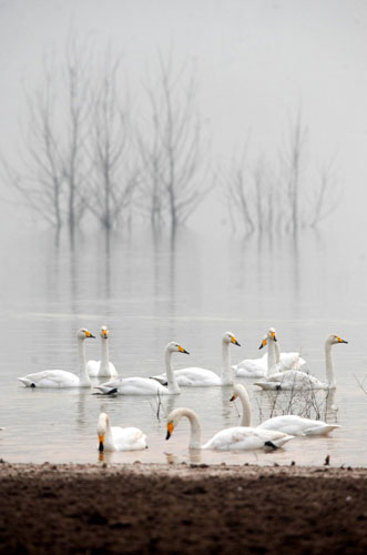 Swans from Siberia spend winter in C China
