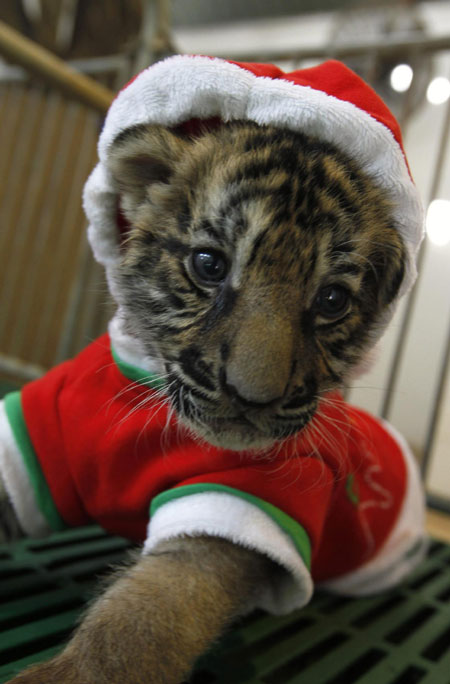 Tiger cubs celebrate Christmas Eve in Thailand