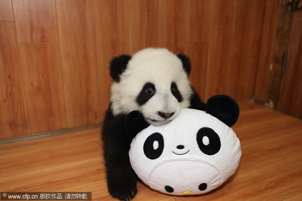 Panda cub's New Year gift