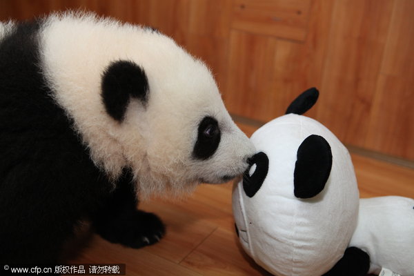 Panda cub's New Year gift