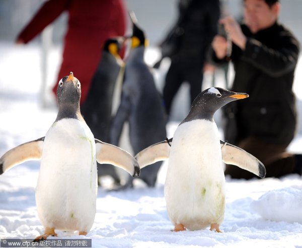 Emperor penguins spend New Year in Beijing