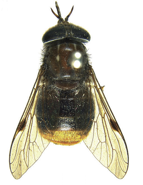 Horse fly named after US pop singer Beyonce