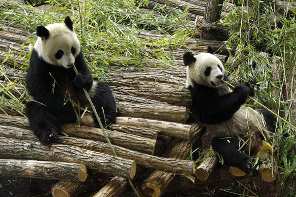 Chinese giant pandas in France