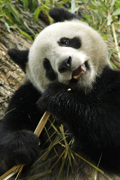 Chinese giant pandas in France