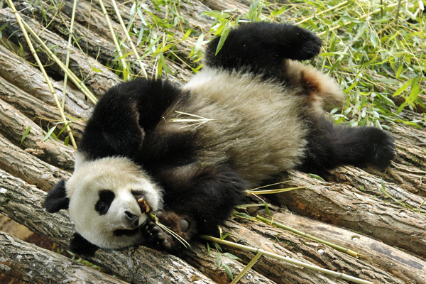 Chinese giant pandas in France