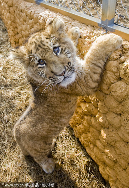 Rare baby liger in E China