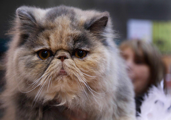 Cat exhibition held in Belgium