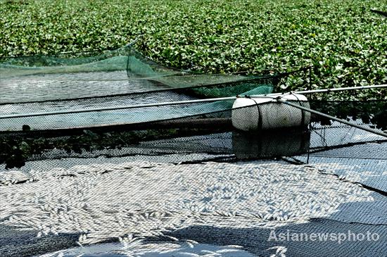 River fish smothered by plants in E China