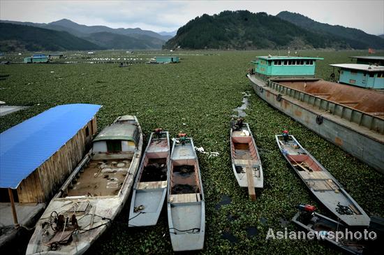 River fish smothered by plants in E China