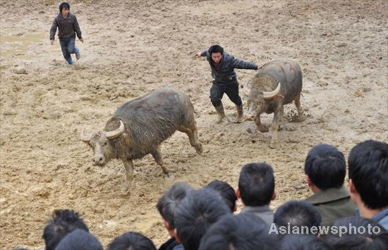Bullfight to welcome Year of the Dragon