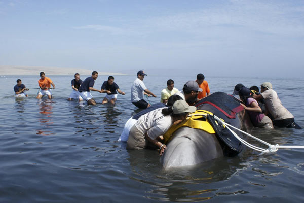 Whale stranded on beach