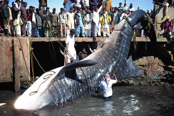 Big whale shark found dead near Karachi