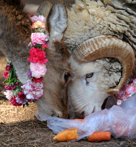 Ram, doe to tie the knot