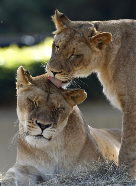 Lions at the US National Zoo